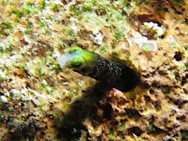 079 Secretary Blenny IMG 5896